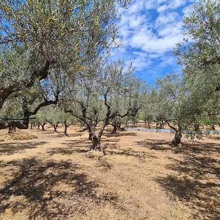 το κτήμα της ελιάς του τάκη Landhuis